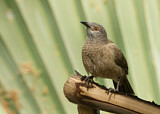 Image. Brown Babbler