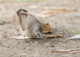 Image. Brown Babbler