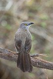Image. Brown Babbler