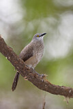 Image. Brown Babbler