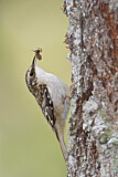 Image. Brown Creeper