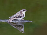 Image. Brown Creeper