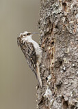 Image. Brown Creeper