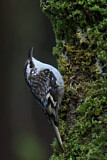 Image. Brown Creeper