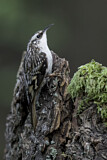 Image. Brown Creeper
