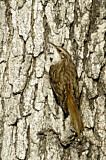 Image. Brown Creeper