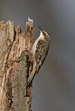 Image. Brown Creeper