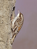 Image. Brown Creeper