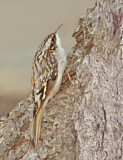 Image. Brown Creeper