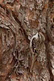 Image. Brown Creeper
