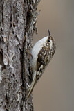 Image. Brown Creeper