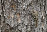 Image. Brown Creeper