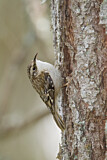 Image. Brown Creeper