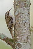 Image. Brown Creeper
