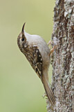 Image. Brown Creeper