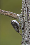 Image. Brown Creeper