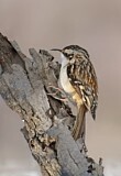 Image. Brown Creeper