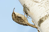 Image. Brown Creeper