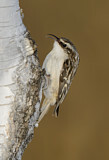 Image. Brown Creeper