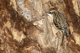 Image. Brown Creeper