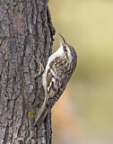 Image. Brown Creeper