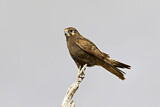 Image. Brown Falcon