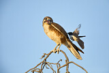 Image. Brown Falcon