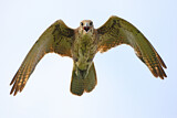 Image. Brown Falcon