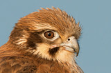 Image. Brown Falcon