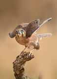 Image. Brown Falcon