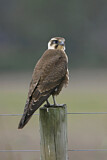 Image. Brown Falcon