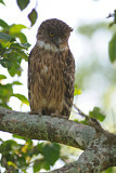 Image. Brown Fish Owl