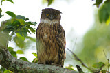 Image. Brown Fish Owl