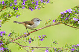 Image. Brown Gerygone