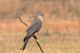 Image. Brown Goshawk