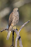 Image. Brown Goshawk