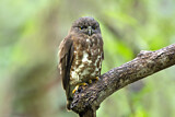 Image. Brown Hawk-Owl