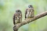 Image. Brown Hawk-Owl