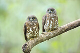 Image. Brown Hawk-Owl