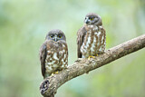 Image. Brown Hawk-Owl