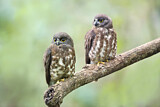 Image. Brown Hawk-Owl