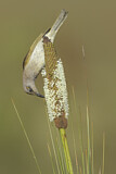 Image. Brown Honeyeater