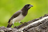 Image. Brown Jay