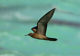 Image. Brown Noddy