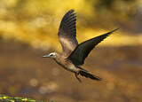 Image. Brown Noddy