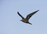 Image. Brown Noddy