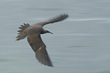 Image. Brown Noddy