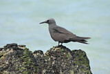 Image. Brown Noddy