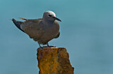 Image. Brown Noddy