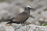 Image. Brown Noddy